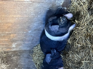 Porci  purcele ,bazna!!! - imagine 2