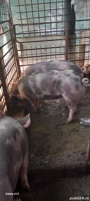 porci pietran de vânzare  - imagine 3
