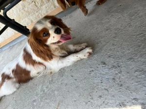 Cavalier King Charles Spaniel 