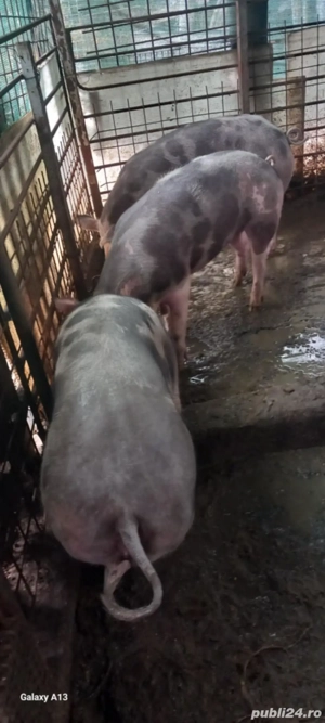 porci pietran de vânzare 