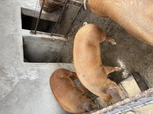 Porci de vânzare!! - imagine 3