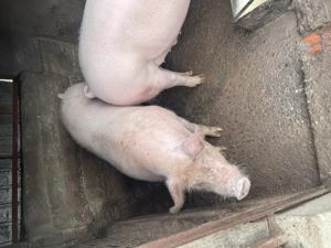 Vand porc de Craciun 