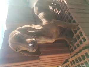 Vând femela teckel  - imagine 2