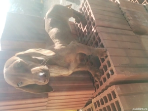 Vând femela teckel  - imagine 5