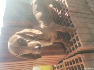 Vând femela teckel  - imagine 3