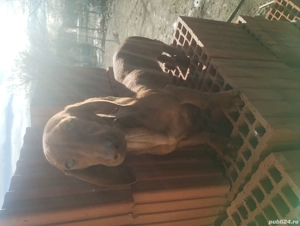 Vând femela teckel  - imagine 4