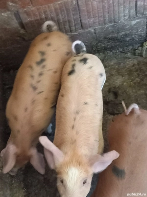 vand purcei - imagine 4