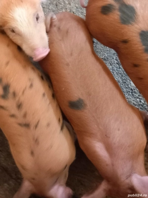 vand purcei - imagine 3