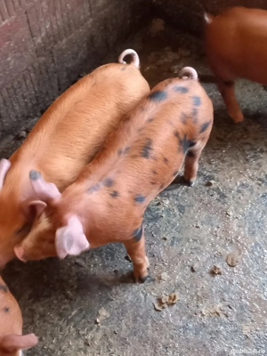 vand purcei - imagine 2