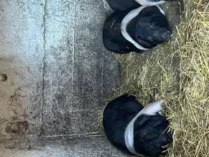 Porci  purcele ,bazna!!! - imagine 4