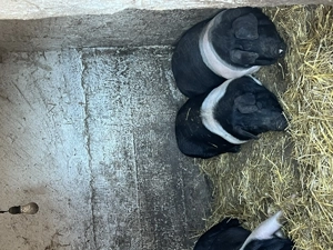 Porci  purcele ,bazna!!! - imagine 5