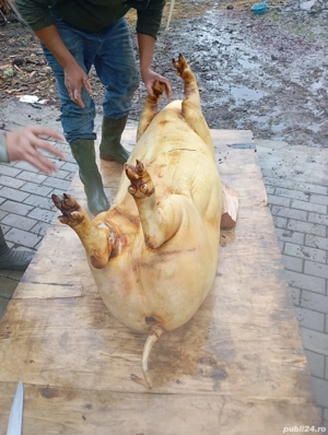 porci de vânzare  - imagine 3