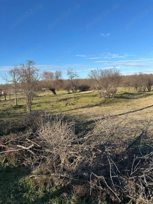 Teren intravilan in Delta -loc BALTENII DE JOS - imagine 2