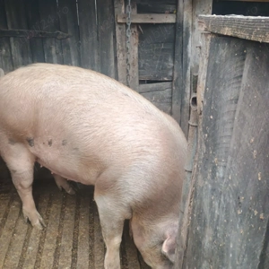 Vand porc 130 kg in Gataia - imagine 2