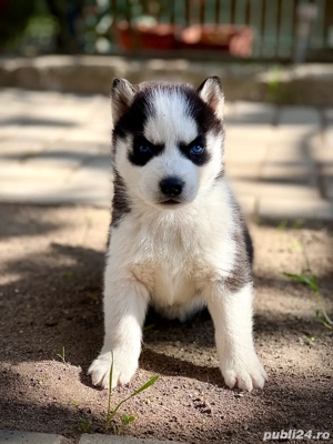 Catelusi Husky Siverian  - imagine 5