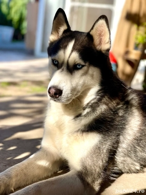 Catelusi Husky Siverian  - imagine 4