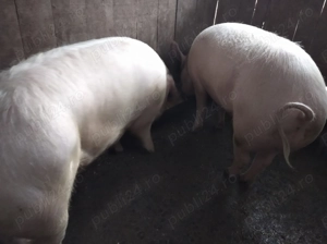 De vanzare  - imagine 3