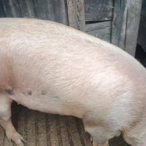 Vand porc 130 kg in Gataia