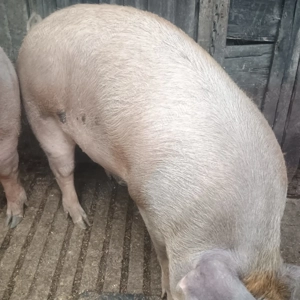 Vand porc 130 kg in Gataia - imagine 3