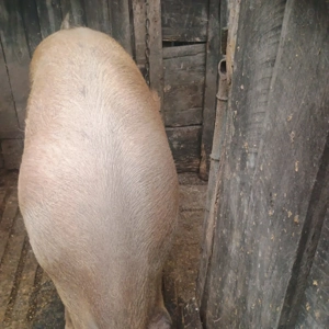 Vand porc 130 kg in Gataia - imagine 4