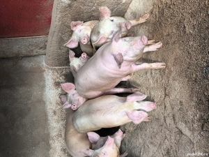 De vânzare  - imagine 2