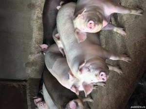 De vânzare  - imagine 3