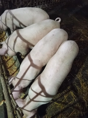 Porci  și șoldani de vânzare .