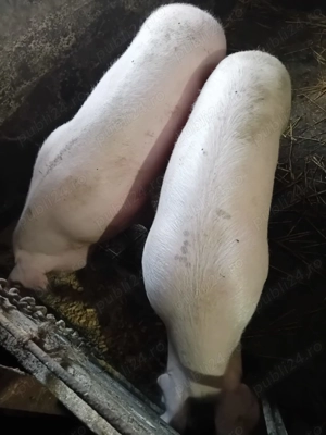 Porci  și șoldani de vânzare . - imagine 2