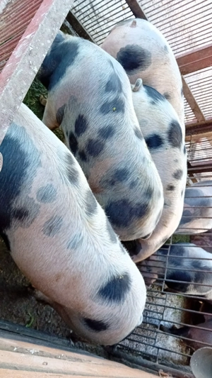 Porci disponibili  - imagine 2