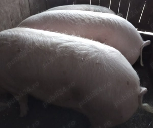 De vanzare  - imagine 3