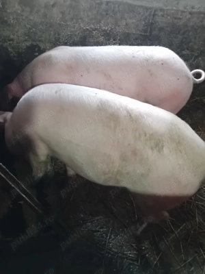 Porci  și șoldani de vânzare . - imagine 4