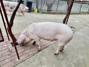 Porc de carne, marele alb 120kg(aproximativ) - imagine 2