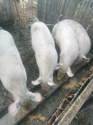 Soldanii de vânzare, și unu de tăiat lac15o kg 