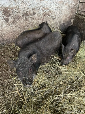 de vanzare purcei metis vietnamezi cu mangalita - imagine 5