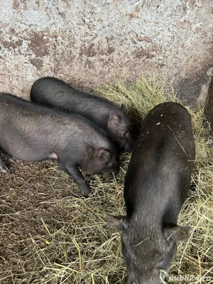 de vanzare purcei metis vietnamezi cu mangalita - imagine 4