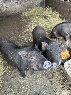 de vanzare purcei metis vietnamezi cu mangalita - imagine 3