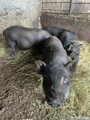 de vanzare purcei metis vietnamezi cu mangalita - imagine 2