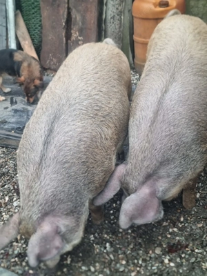 De vânzare porci duroc x mangaliță - imagine 3