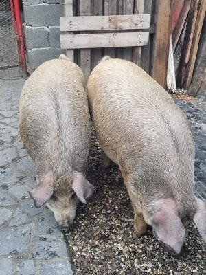 De vânzare porci duroc x mangaliță - imagine 4