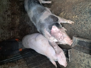 Vând porci hibrid, marele alb cu landras,porc nefolosit la monta, 10 luni - imagine 3