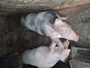 Vând porci hibrid, marele alb cu landras,porc nefolosit la monta, 10 luni - imagine 4