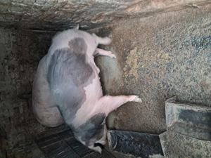 Vând porci hibrid, marele alb cu landras,porc nefolosit la monta, 10 luni