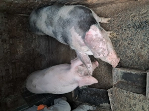 Vând porci hibrid, marele alb cu landras,porc nefolosit la monta, 10 luni - imagine 2