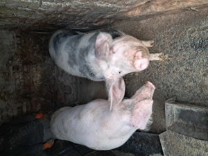 Vând porci hibrid, marele alb cu landras,porc nefolosit la monta, 10 luni - imagine 5