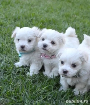 pui bichon maltese mini toy tasa pura