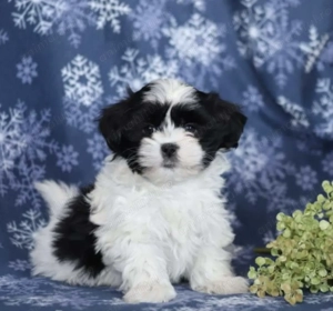 Bichon havanez vaccinat 