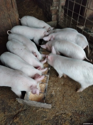 De Vinzare - imagine 2