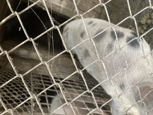 Porci de vânzare frumoase  - imagine 2