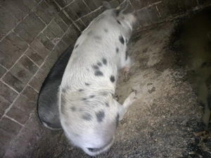 Porci de vânzare frumoase  - imagine 5