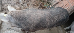 Porci de vânzare  - imagine 4